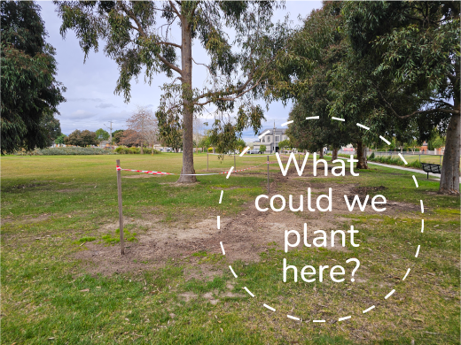 open lawn in a park